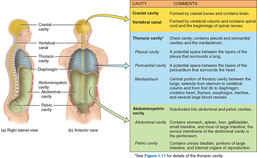 Figure_1.10_Body_Cavities.png|500