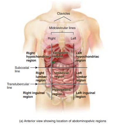 Figure_1.13a_Abdominopelvic_regions.png|500