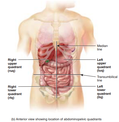 Figure_1.13b_Abdominopelvic_quadrants.png|500