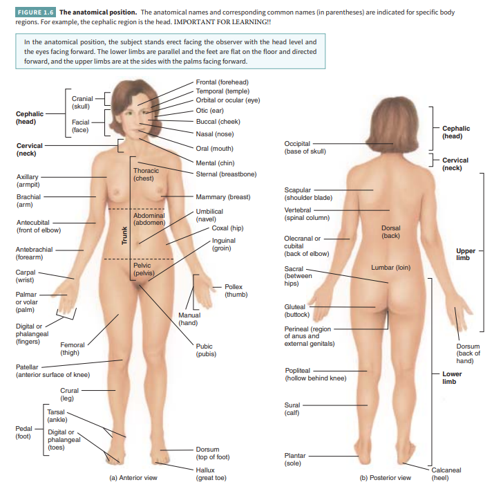 Figure_1.6_Anatomical_terms.png|500