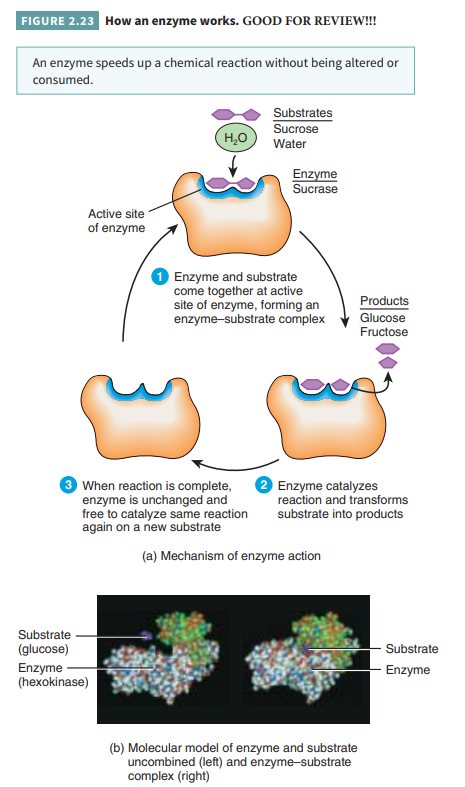 Figure_2.23a_How_an_Enzyme_Works.png